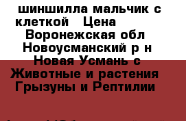 шиншилла-мальчик с клеткой › Цена ­ 1 500 - Воронежская обл., Новоусманский р-н, Новая Усмань с. Животные и растения » Грызуны и Рептилии   